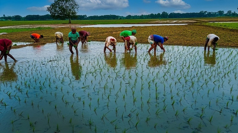 আষাঢ়েও খরায় পুড়ছে বরেন্দ্র সেচ ও সারের বাড়তি খরচে দিশেহারা গোদাগাড়ীর কৃষকেরা